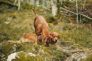 Golden retriver and Rhodesia ridgeback outside in the wild grass looking at something interesting