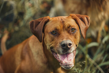Smiling happy Rhodesia Ridgeback sitting in the grass looking up at you.