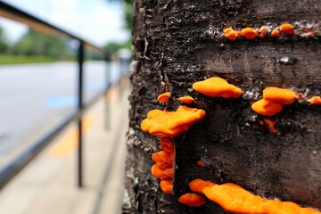 An orange mushroom from a Japanese roadside tree.