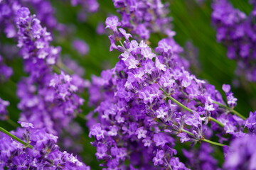 Fototapeta premium lavender