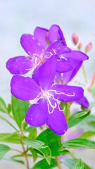 Selective focus Pleroma semidecandrum or Tibouchina, glory bush in bloom.