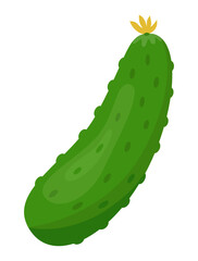 Vector illustration of cucumber isolated on white background. Healthy food or vegetarian theme. Fresh organic farm vegetables. 