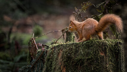 A Red Squirrel on an old tree trunk in the Queen Elizabeth forest in the Trossachs National Park