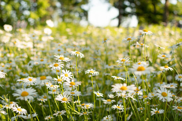 A field of daisies in sunlight in the summer