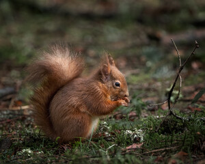 Naklejka na ściany i meble A red squirrel sitting eating a nut on the forest floor in woodlands near Aberfoyle