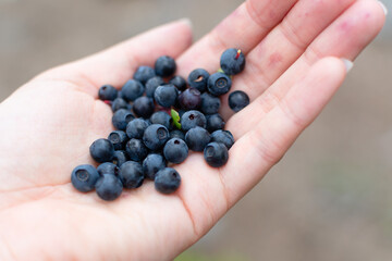 Hand holding freshly picked blueberries
