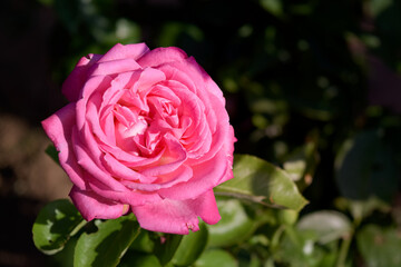Rosa en flor