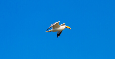Flying herring gulls with captured starfish in their beaks on the English Channel in the Hauts-de-France region of northern France. Taken in Wimereux/Côte d'Opale in July 2022.
