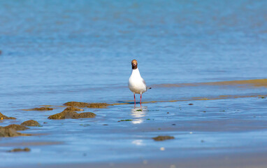 black-headed gulls on the english channel in the hauts-de-france region of northern france. recorded in wimereux/côte d'opale in july 2022.