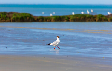 black-headed gulls on the english channel in the hauts-de-france region of northern france. recorded in wimereux/côte d'opale in july 2022.