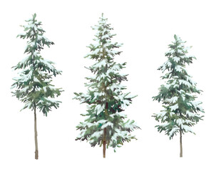 Fototapeta Watercolor winter christmas tree set. Coniferous clip art. Snow covered fir tree obraz