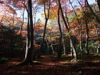 京都　祇王寺の鮮やかな紅葉