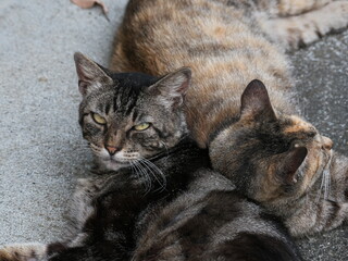 路地で見かけた猫たち
