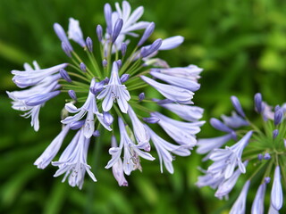 公園のアガパンサスのクローズアップ
