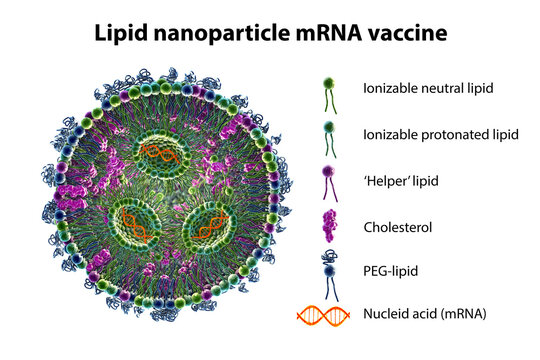 Lipid Nanoparticle MRNA Vaccine, 3D Illustration