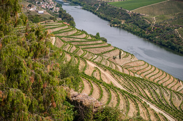 Fototapeta Winnice wzdłuż rzeki Douro w portugalii obraz
