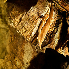 Translucent yellow stalactite curtain in cave in dolomite rock in Czech Republic