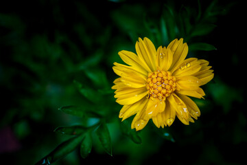 yellow flower