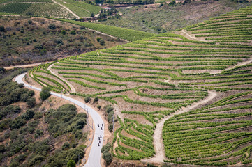 Winnice wzdłuż rzeki Douro w portugalii - obrazy, fototapety, plakaty