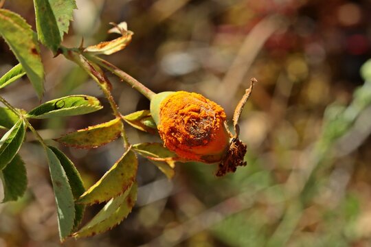 Hagebutte einer Wildrose mit Rosenrost, Phragmidium spec.