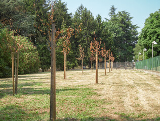 Fototapeta premium dead trees from heat and drought. Metropolitan city of Milan, summer 2022