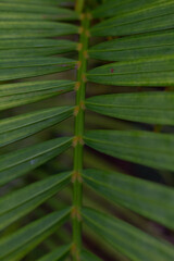 palmeraje