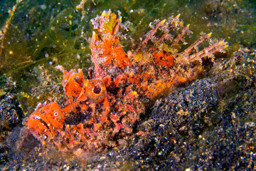 Devil Stinger, Spiny Devilfish, Lembeh, North Sulawesi, Indonesia