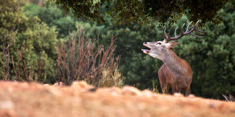 Red Deer, Cervus elaphus, Rutting Season, Monfragüe National Park, SPA, ZEPA, Biosphere Reserve, Cáceres Province, Extremadura, Spain, Europe