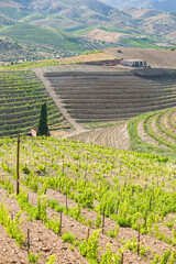 Vineyards along the Douro River in Portugal