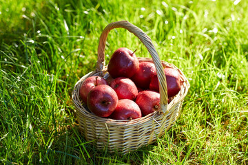 season, gardening and harvesting concept - red ripe apples in wicker basket on grass