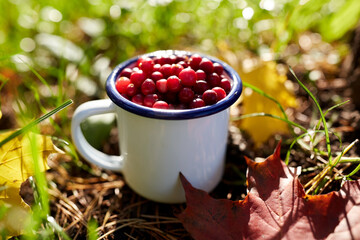 season, gardening and harvesting concept - ripe cranberries in camp mug and autumn maple leaves on grass