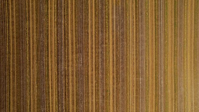 Aerial top down, freshly plowed farm field. Dirt plowed to straight parallel lines
