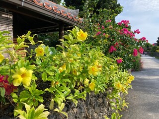 竹富島の花と石垣