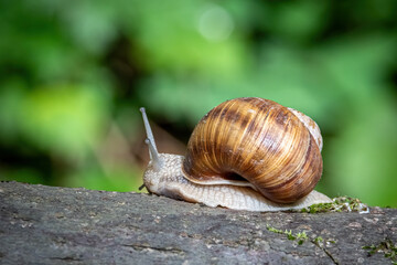Close up shot of snail Helix pomatia