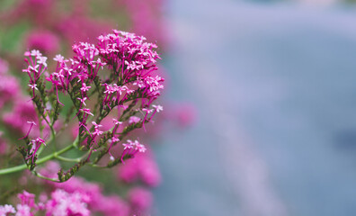 Pink valerian - Latin name - Centranthus ruber