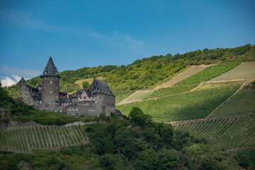 Rhine River Vineyards