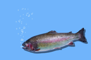 Floating rainbow trout closeup isolated on blue background. The fish breathes and bubbles rise. Photo with copy space.