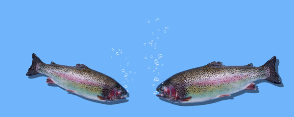 Two floating rainbow trout closeup isolated on blue background. The fishes breathes and bubbles rise. Photo with copy space.