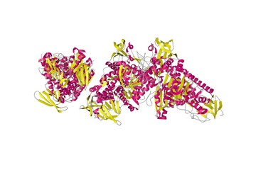 X-ray structure of human thioredoxin reductase 1. Ribbons diagram in secondary structure coloring based on protein data bank entry 2j3n. Scientific background. 3d illustration