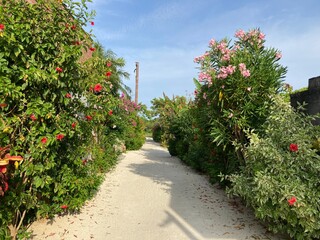 竹富島の花と石垣