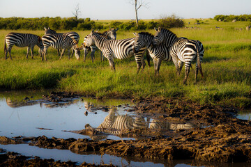 Fototapeta na wymiar zebras in the water