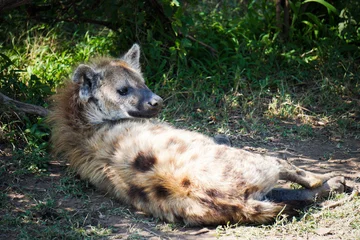 Foto op Canvas spotted hyena cub © Prateep