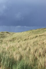 green dune grass against the sky with dark clouds
