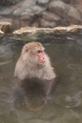 Naklejka premium ニホンザル