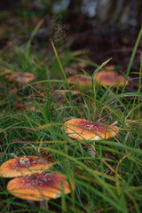 A group of fly agarics in a shady forest undergrowth in the Karelian forest.