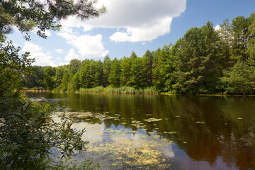 Beautiful view of landscape, river in the forest in summer time.