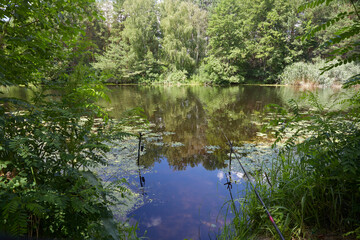 Beautiful view of landscape, river in the forest in summer time.