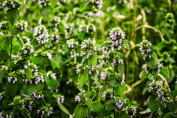Wild plant Ballota nigra grows in nature