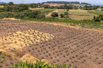 Small guava producing farms in the region of Campinas in the interior of São Paulo, Brazil, guava...
