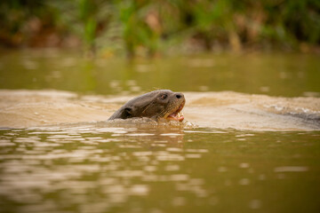 Giant river otter feeding in the nature habitat. Wild brasil. Brasilian wildlife. Rich Pantanal. Watter animal. Very inteligent creature. Fishing, fish.
